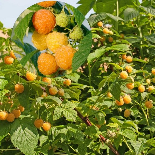 Rubus idaeus 'Golden Bliss' - Harilik vaarikas 'Golden Bliss'